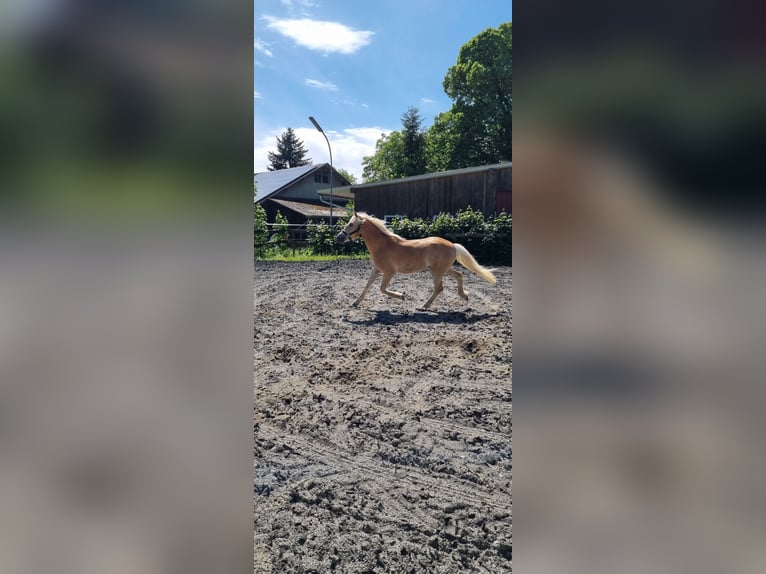 Edelbluthaflinger Gelding 2 years 14,1 hh in Berg