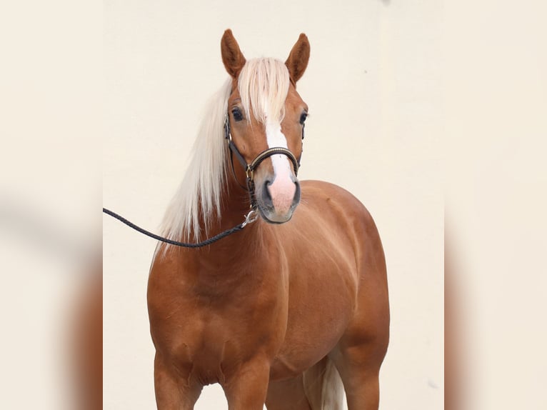 Edelbluthaflinger Gelding 2 years 14,2 hh Chestnut-Red in Ebermannsdorf