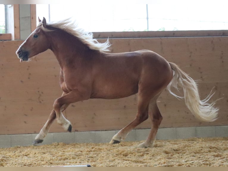 Edelbluthaflinger Gelding 2 years 14,2 hh Chestnut-Red in Ebermannsdorf