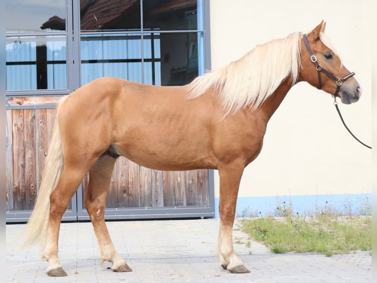 Edelbluthaflinger Gelding 2 years 14,2 hh Chestnut-Red in Ebermannsdorf