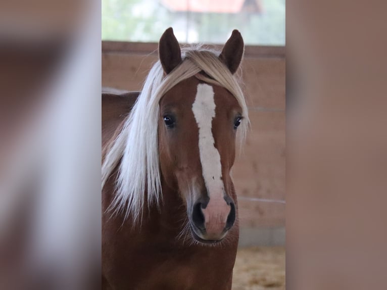 Edelbluthaflinger Gelding 2 years 14,2 hh Chestnut-Red in Ebermannsdorf
