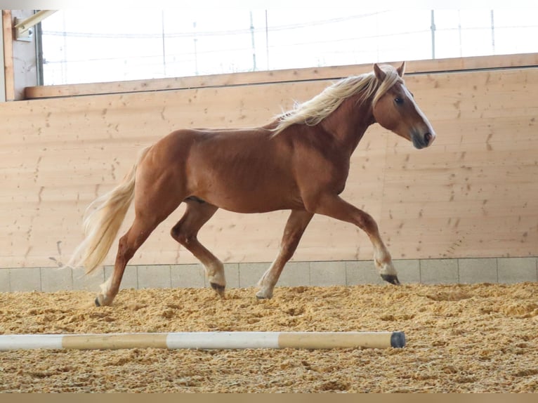 Edelbluthaflinger Gelding 2 years 14,2 hh Chestnut-Red in Ebermannsdorf