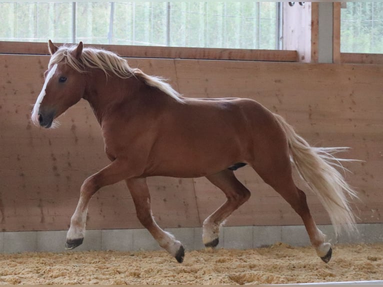 Edelbluthaflinger Gelding 2 years 14,2 hh Chestnut-Red in Ebermannsdorf