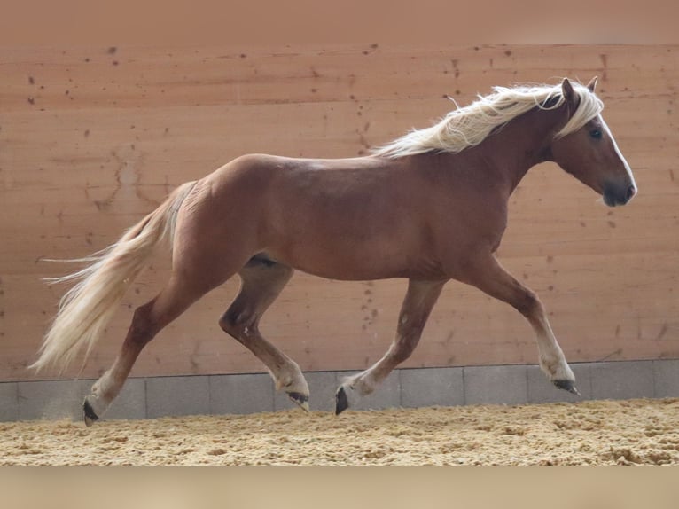 Edelbluthaflinger Gelding 2 years 14,2 hh Chestnut-Red in Ebermannsdorf
