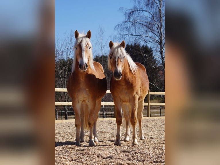 Edelbluthaflinger Gelding 2 years 14,2 hh Chestnut-Red in Engelsbrand