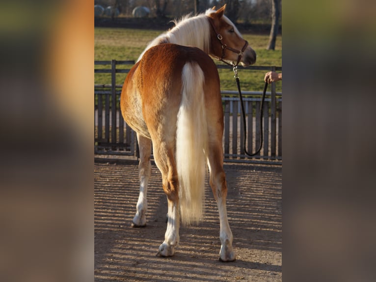 Edelbluthaflinger Gelding 2 years 14,2 hh Chestnut-Red in Engelsbrand