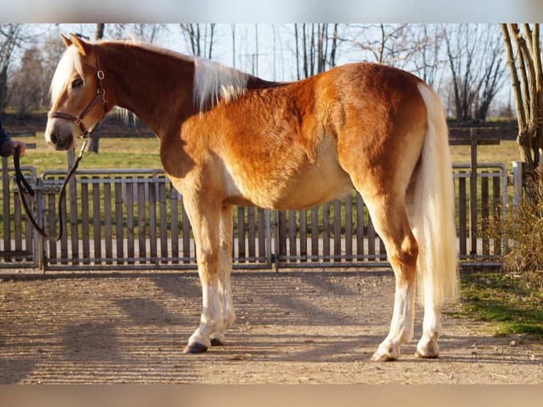 Edelbluthaflinger Gelding 2 years 14,2 hh Chestnut-Red in Engelsbrand