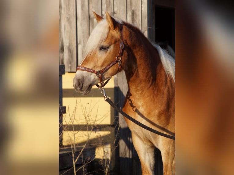 Edelbluthaflinger Gelding 2 years 14,2 hh Chestnut-Red in Engelsbrand