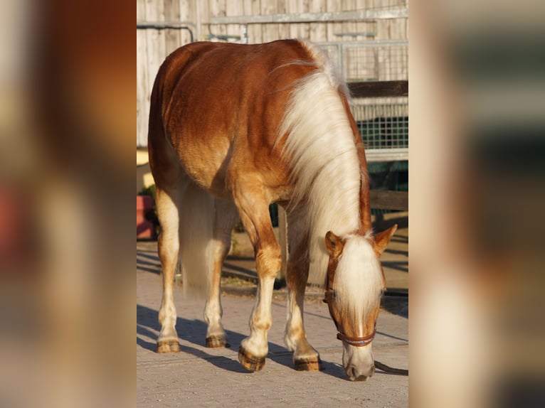 Edelbluthaflinger Gelding 2 years 14,2 hh Chestnut-Red in Engelsbrand