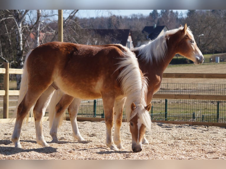 Edelbluthaflinger Gelding 2 years 14,2 hh Chestnut-Red in Engelsbrand