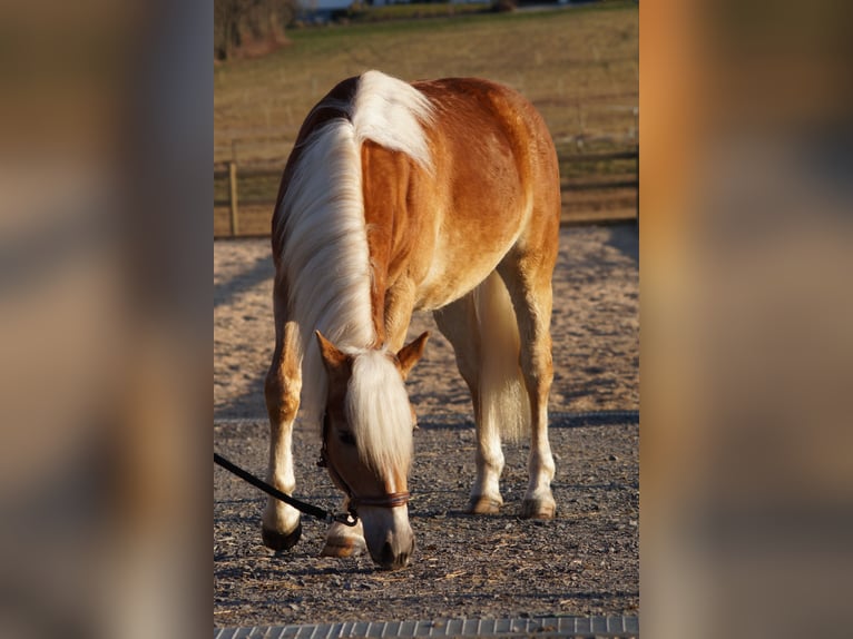 Edelbluthaflinger Gelding 2 years 14,2 hh Chestnut-Red in Engelsbrand