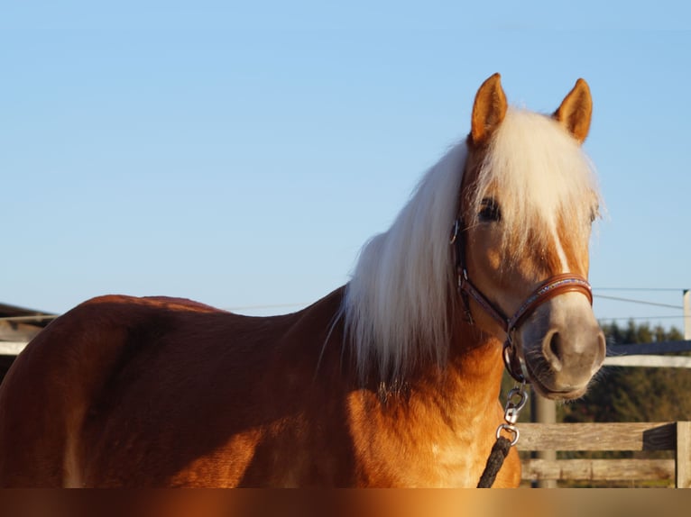 Edelbluthaflinger Gelding 2 years 14,2 hh Chestnut-Red in Engelsbrand