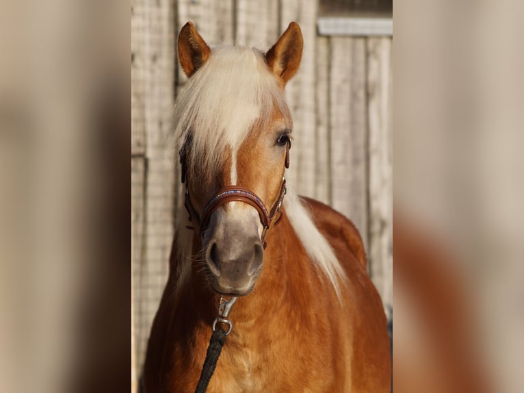 Edelbluthaflinger Gelding 2 years 14,2 hh Chestnut-Red in Engelsbrand