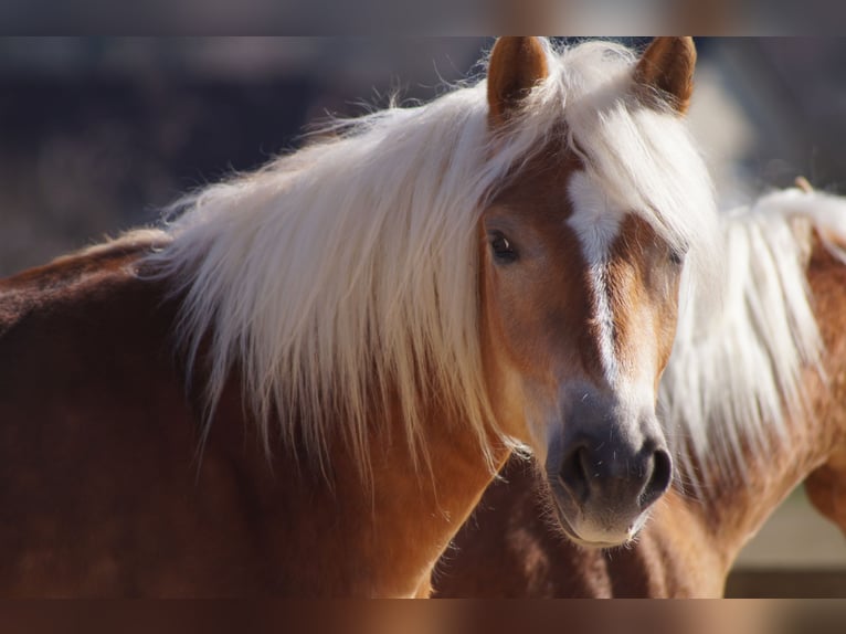 Edelbluthaflinger Gelding 2 years 14,2 hh Chestnut-Red in Engelsbrand