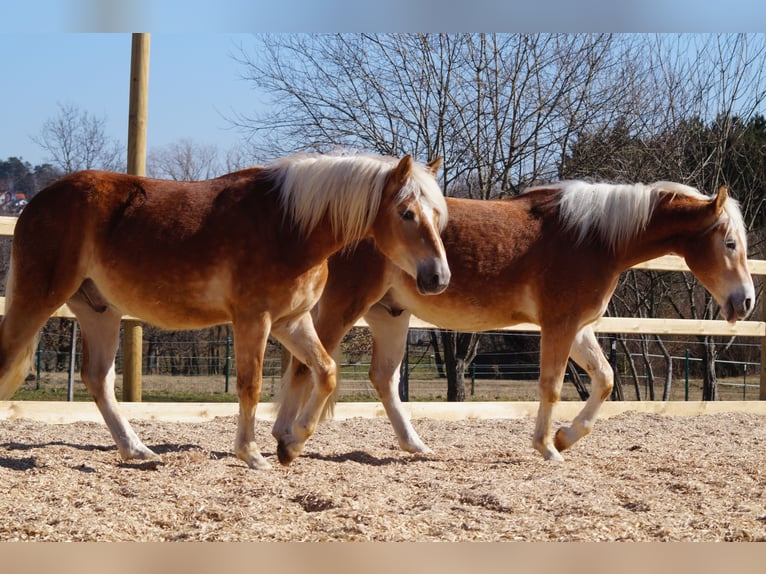 Edelbluthaflinger Gelding 2 years 14,2 hh Chestnut-Red in Engelsbrand
