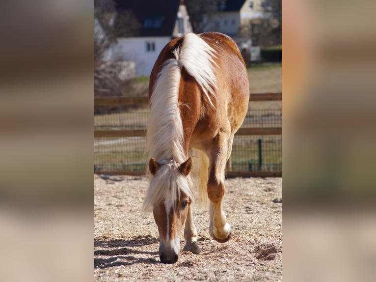 Edelbluthaflinger Gelding 2 years 14,2 hh Chestnut-Red in Engelsbrand