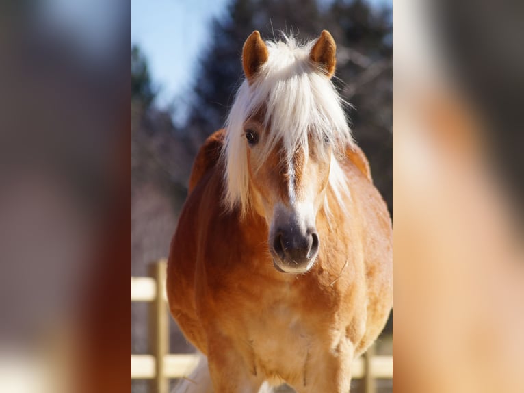 Edelbluthaflinger Gelding 2 years 14,2 hh Chestnut-Red in Engelsbrand