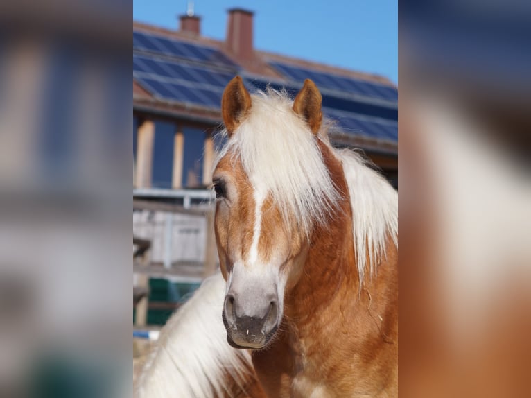 Edelbluthaflinger Gelding 2 years 14,2 hh Chestnut-Red in Engelsbrand