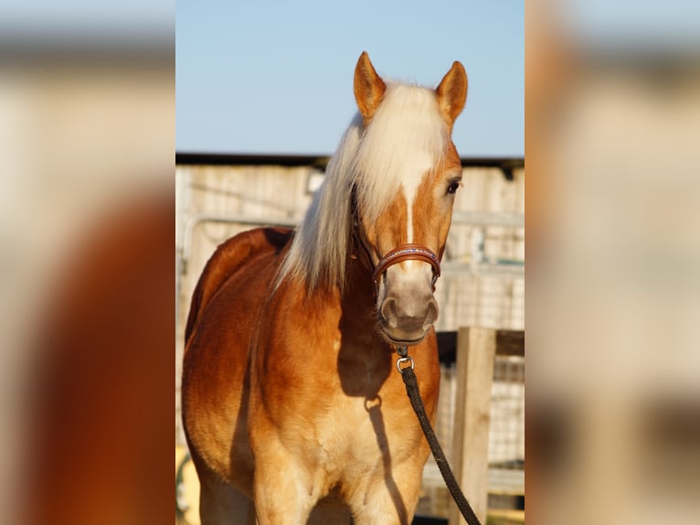 Edelbluthaflinger Gelding 2 years 14,2 hh Chestnut-Red in Engelsbrand