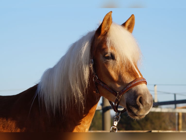 Edelbluthaflinger Gelding 2 years 14,2 hh Chestnut-Red in Engelsbrand
