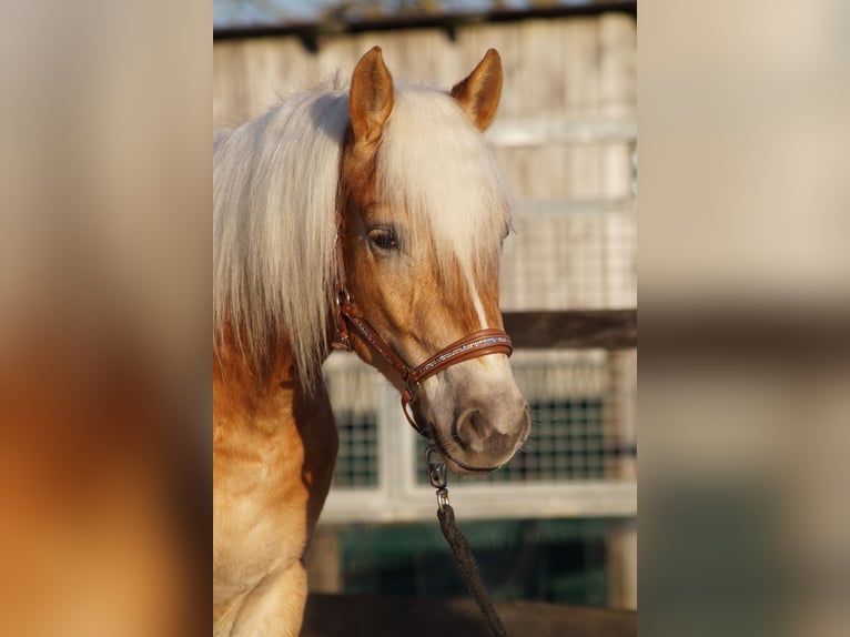 Edelbluthaflinger Gelding 2 years 14,2 hh Chestnut-Red in Engelsbrand