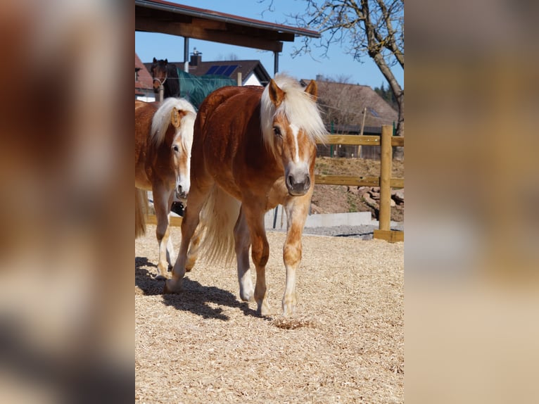Edelbluthaflinger Gelding 2 years 14,2 hh Chestnut-Red in Engelsbrand
