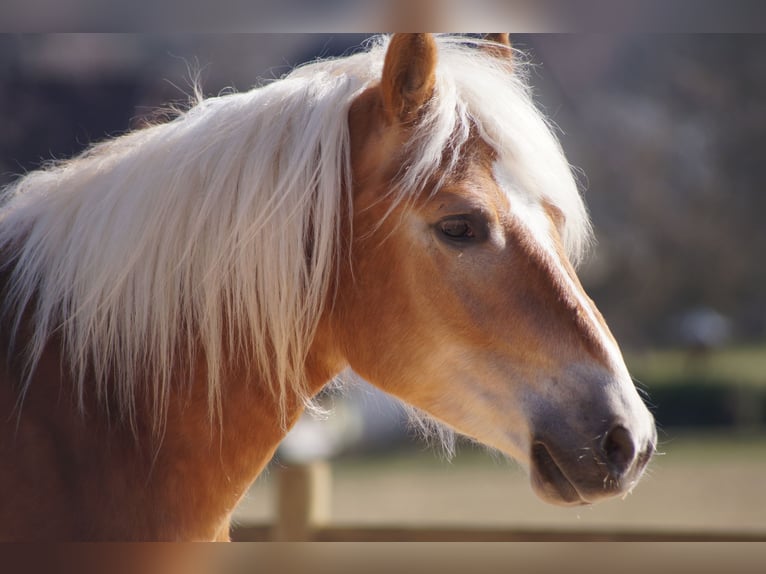 Edelbluthaflinger Gelding 2 years 14,2 hh Chestnut-Red in Engelsbrand