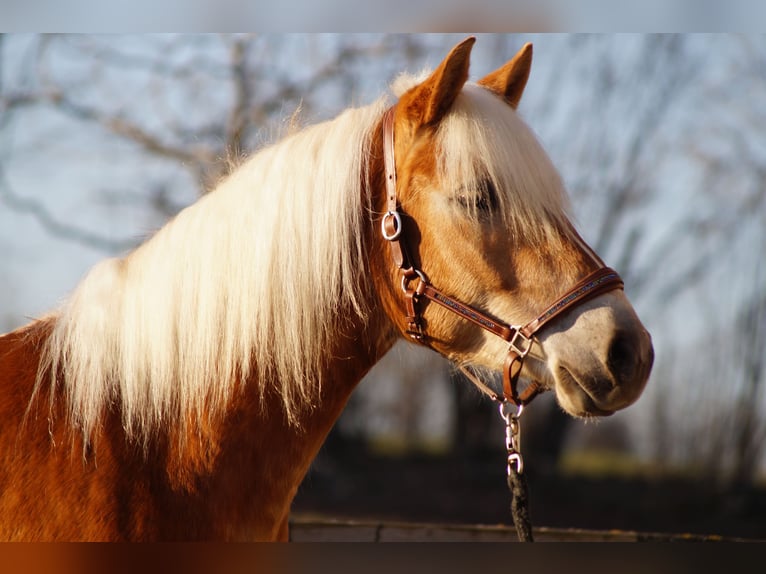Edelbluthaflinger Gelding 2 years 14,2 hh Chestnut-Red in Engelsbrand