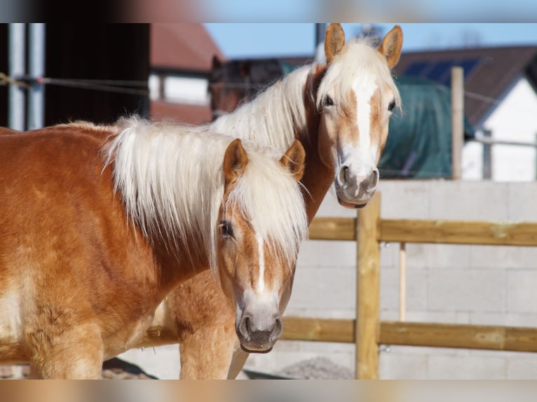 Edelbluthaflinger Gelding 2 years 14,2 hh Chestnut-Red in Engelsbrand