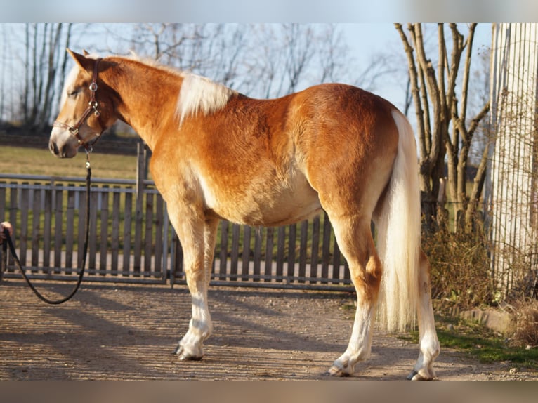 Edelbluthaflinger Gelding 2 years 14,2 hh Chestnut-Red in Engelsbrand