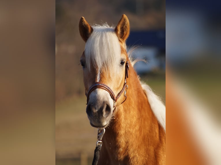 Edelbluthaflinger Gelding 2 years 14,2 hh Chestnut-Red in Engelsbrand