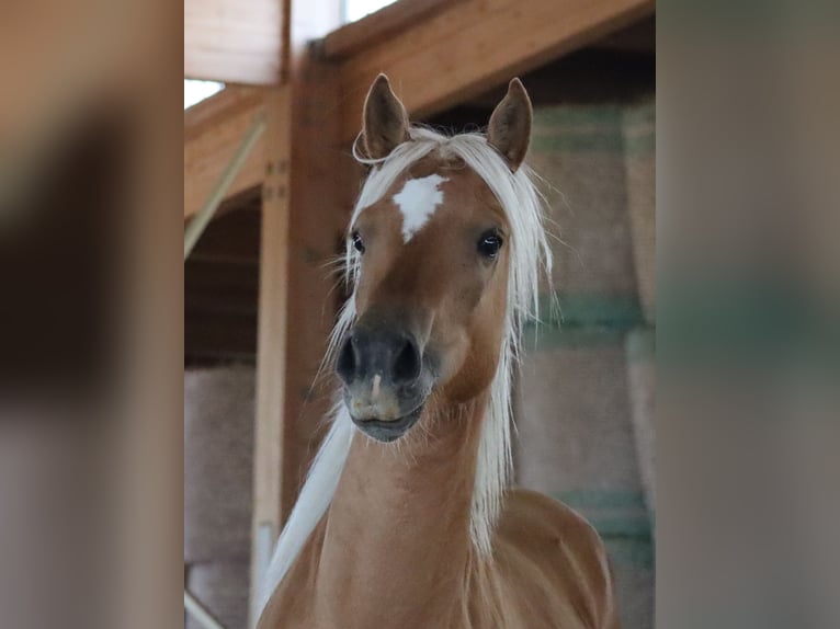 Edelbluthaflinger Gelding 2 years 14,2 hh Chestnut-Red in Ebermannsdorf