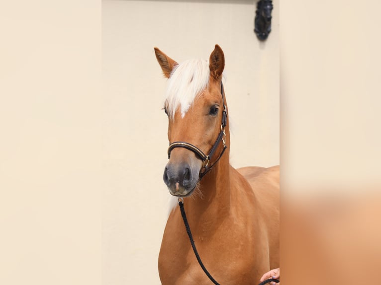 Edelbluthaflinger Gelding 2 years 14,2 hh Chestnut-Red in Ebermannsdorf