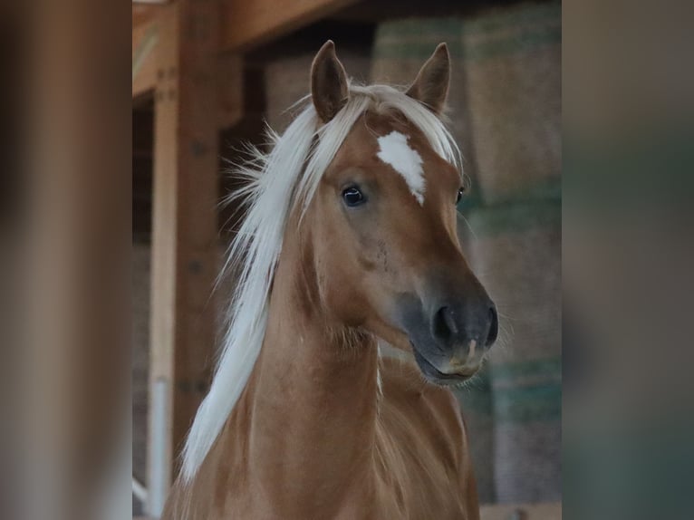 Edelbluthaflinger Gelding 2 years 14,2 hh Chestnut-Red in Ebermannsdorf