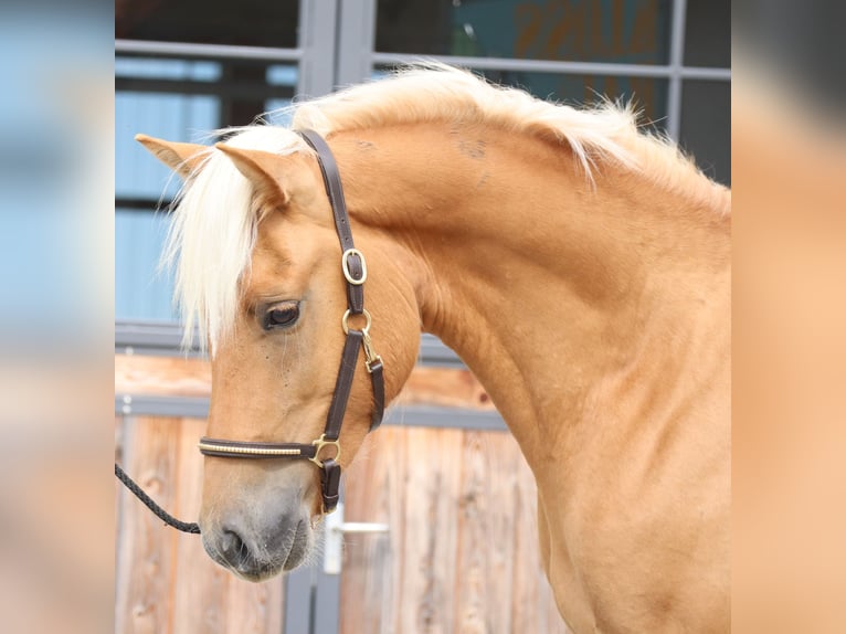 Edelbluthaflinger Gelding 2 years 14,2 hh Chestnut-Red in Ebermannsdorf