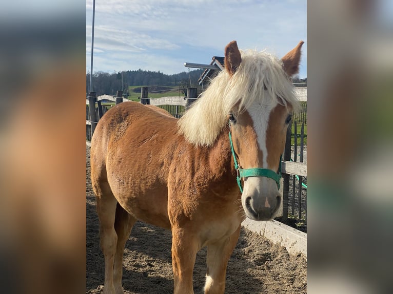 Edelbluthaflinger Gelding 2 years 15 hh Chestnut-Red in Thusis