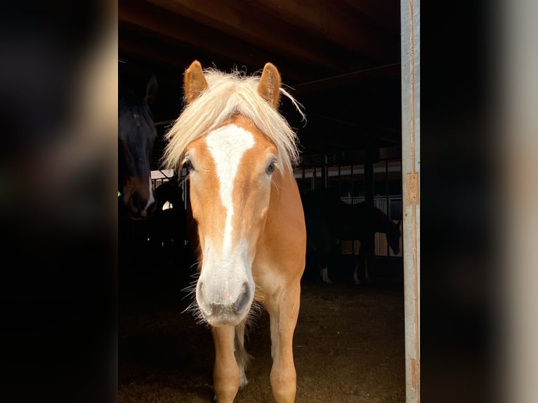 Edelbluthaflinger Gelding 2 years 15 hh Chestnut-Red in Thusis