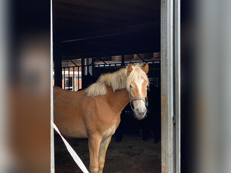 Edelbluthaflinger Gelding 2 years 15 hh Chestnut-Red in Thusis