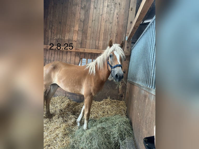 Edelbluthaflinger Gelding 2 years 15 hh Chestnut-Red in Thusis