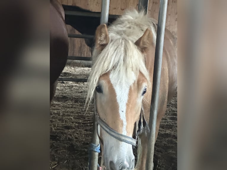 Edelbluthaflinger Gelding 2 years 15 hh Chestnut-Red in Thusis