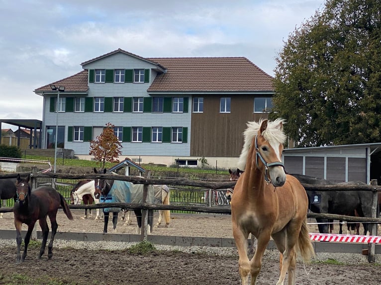 Edelbluthaflinger Gelding 2 years 15 hh Chestnut-Red in Thusis