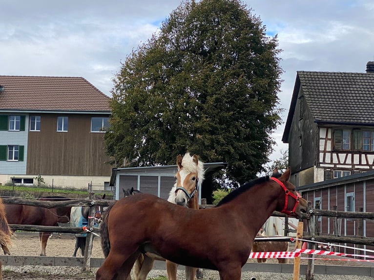 Edelbluthaflinger Gelding 2 years 15 hh Chestnut-Red in Thusis