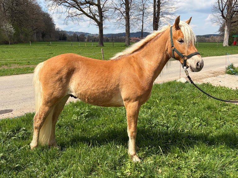 Edelbluthaflinger Gelding 2 years Chestnut-Red in Miesbach