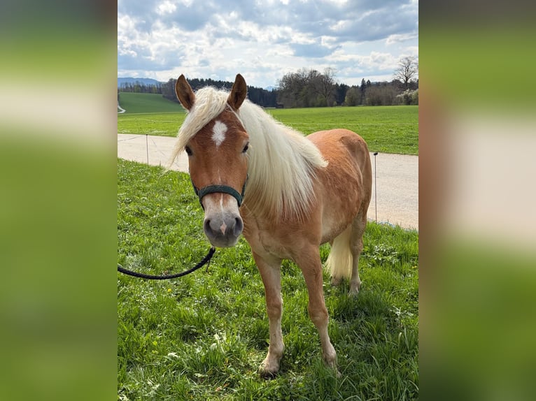 Edelbluthaflinger Gelding 2 years Chestnut-Red in Miesbach