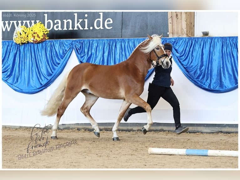 Edelbluthaflinger Gelding 3 years 14.1 hh Chestnut-Red in Bayreuth
