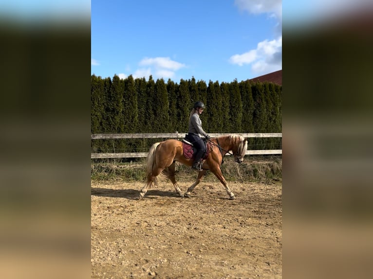 Edelbluthaflinger Gelding 3 years 14.1 hh Chestnut-Red in Erdweg