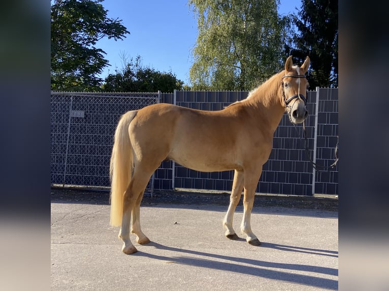 Edelbluthaflinger Gelding 3 years 14,1 hh Palomino in Viersen