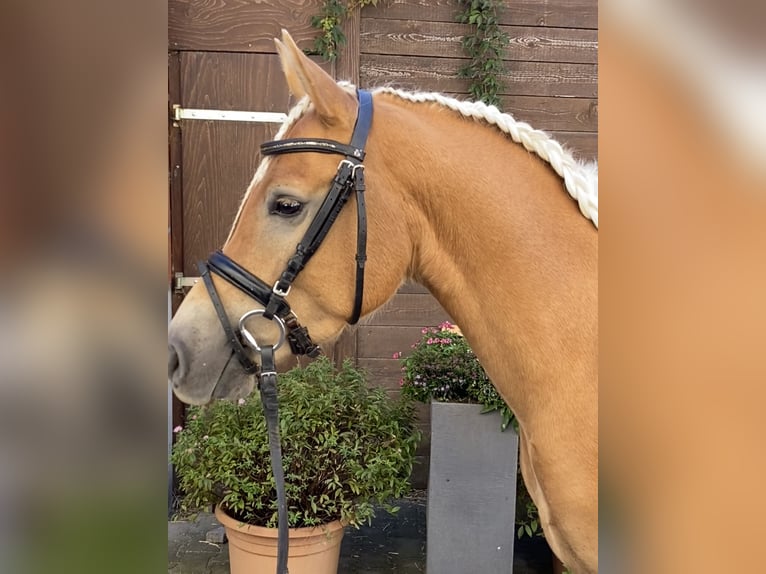 Edelbluthaflinger Gelding 3 years 14,1 hh Palomino in Viersen