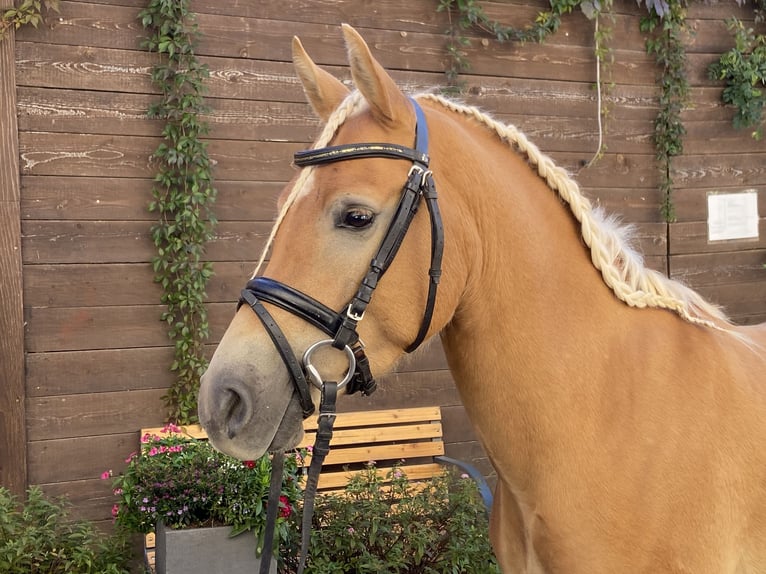 Edelbluthaflinger Gelding 3 years 14,1 hh Palomino in Viersen