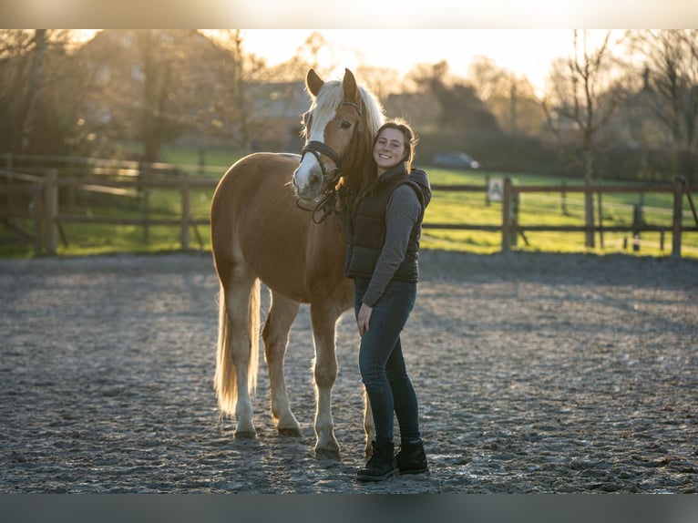 Edelbluthaflinger Gelding 3 years 14.2 hh Brown-Light in Lienen